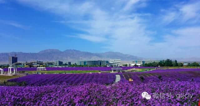 带你来金昌“赏”花---马鞭草