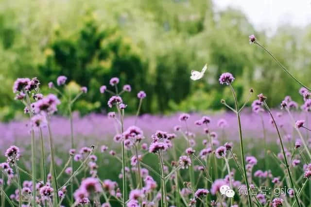 带你来金昌“赏”花---马鞭草