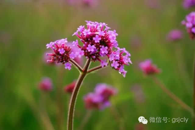 带你来金昌“赏”花---马鞭草