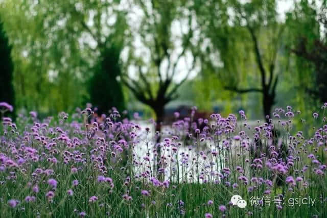 带你来金昌“赏”花---马鞭草