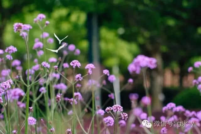 带你来金昌“赏”花---马鞭草