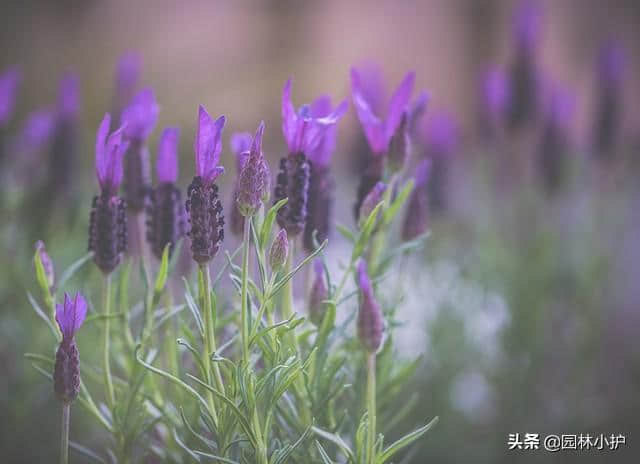 薰衣草和马鞭草傻傻分不清？看这一点，就够了