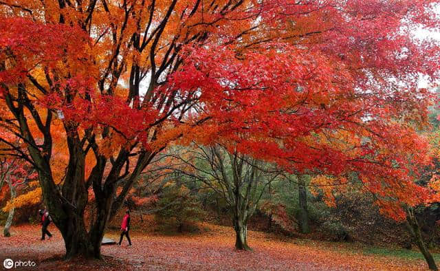 秋天是收获的季节，用6首诗词来纪念这个即将逝去的秋天