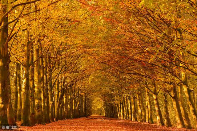 秋天是收获的季节，用6首诗词来纪念这个即将逝去的秋天