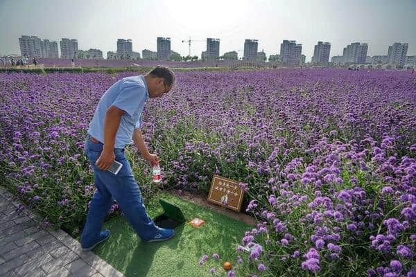 金昌：马鞭草，这座城市就交给你了