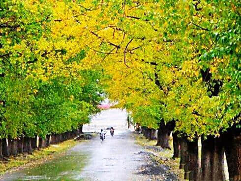 秋雨诗两首