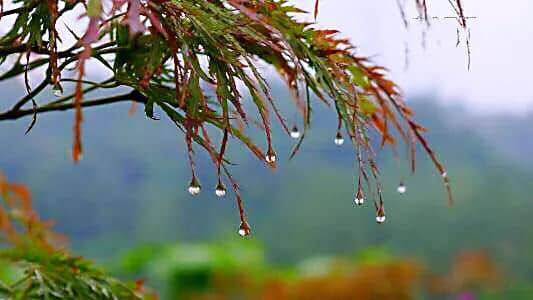 秋雨诗两首