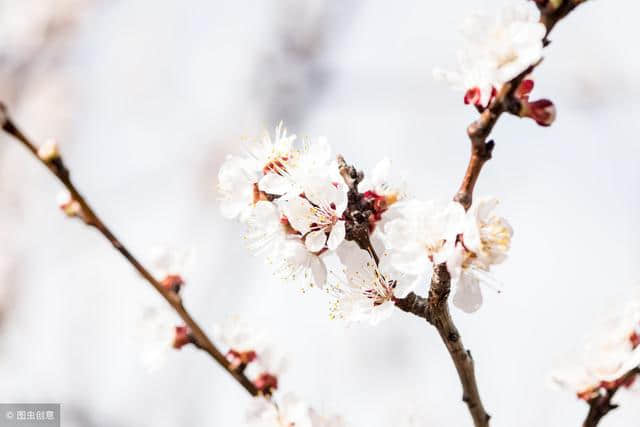 在这桃花盛开的季节 送您20首桃花的古诗 太唯美了 值得收藏备用