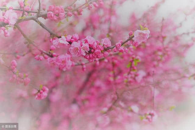 在这桃花盛开的季节 送您20首桃花的古诗 太唯美了 值得收藏备用