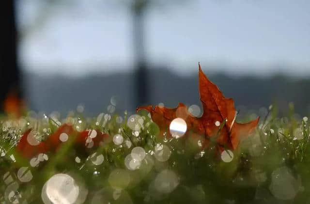 秋雨，就是秋天最优雅的诗词
