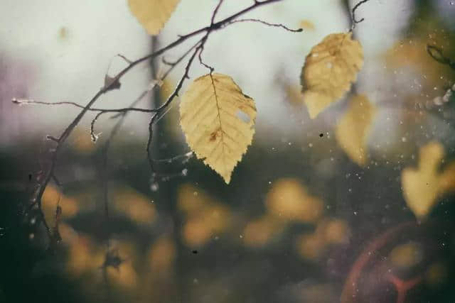 秋雨，就是秋天最优雅的诗词
