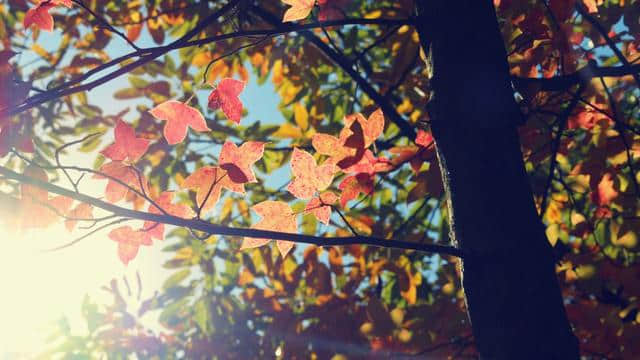 在静美的初秋里，读99句带有“秋”的诗词