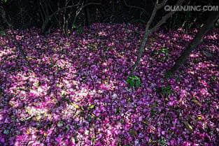 鬲奚梅令 落花吟