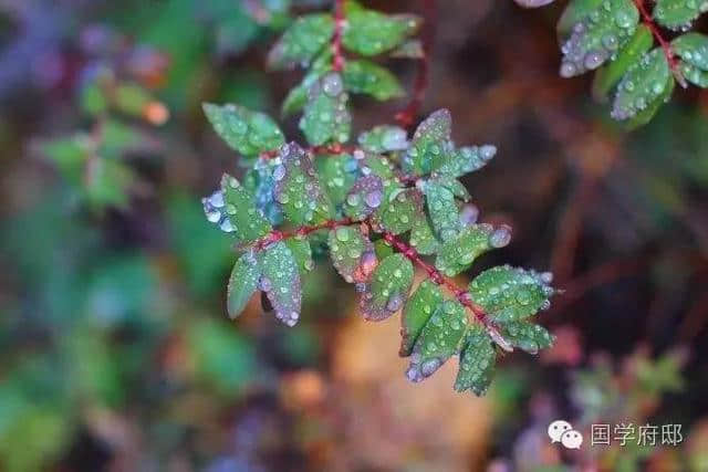 秋天的雨，绵绵不绝，盘点哪些凄美绝伦的关于秋雨的古诗词