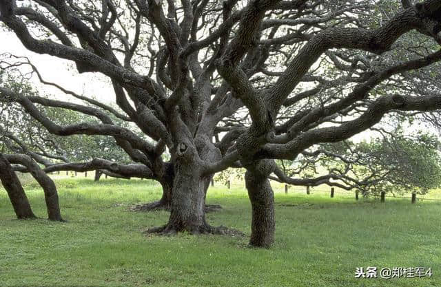 一首诗救了古树的命——《随园诗话》分享
