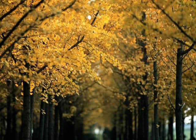秋风吹渭水，落叶满长安。一入秋，西安就变成了长安