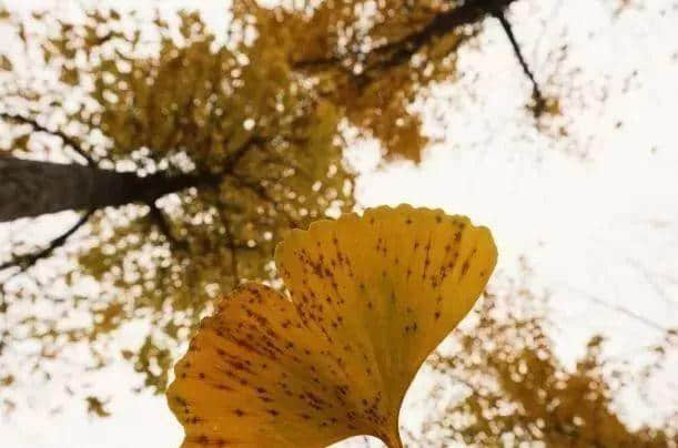 秋风吹渭水，落叶满长安。一入秋，西安就变成了长安
