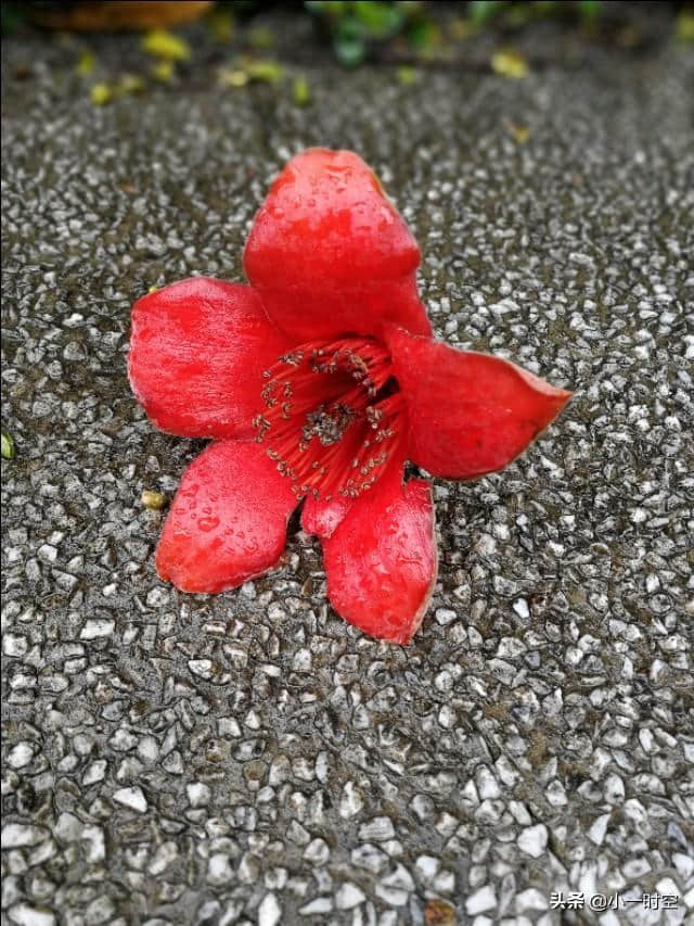 诗情花意：落红不是无情物 ，这是我见过最美的落花