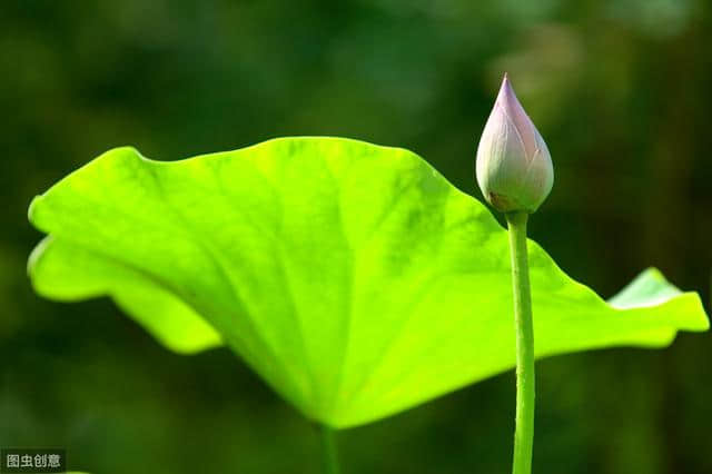 关于夏天的诗词十五首