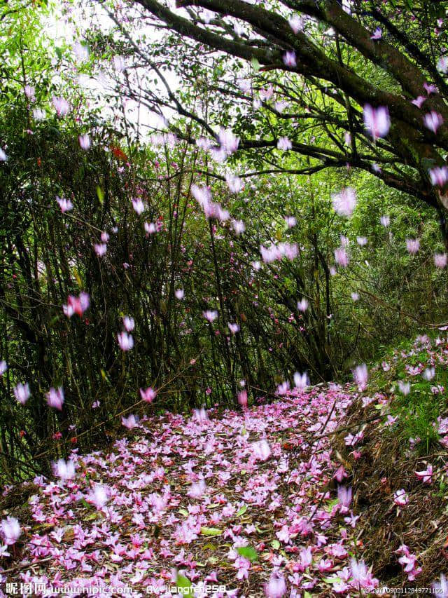 《落花吟》