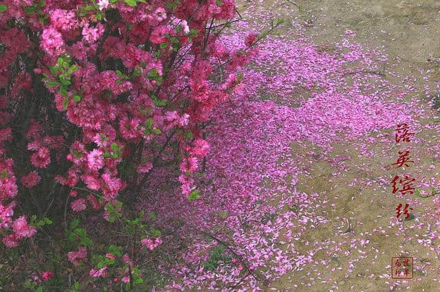 （原创）落花吟