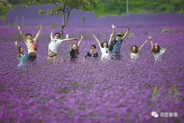 花匠花语 第十三期《马鞭草：解除魔咒的紫色浪漫》