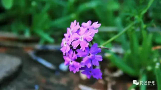 花匠花语 第十三期《马鞭草：解除魔咒的紫色浪漫》