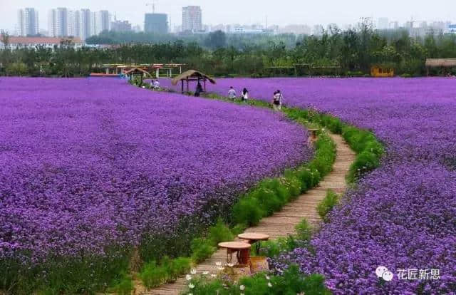 花匠花语 第十三期《马鞭草：解除魔咒的紫色浪漫》