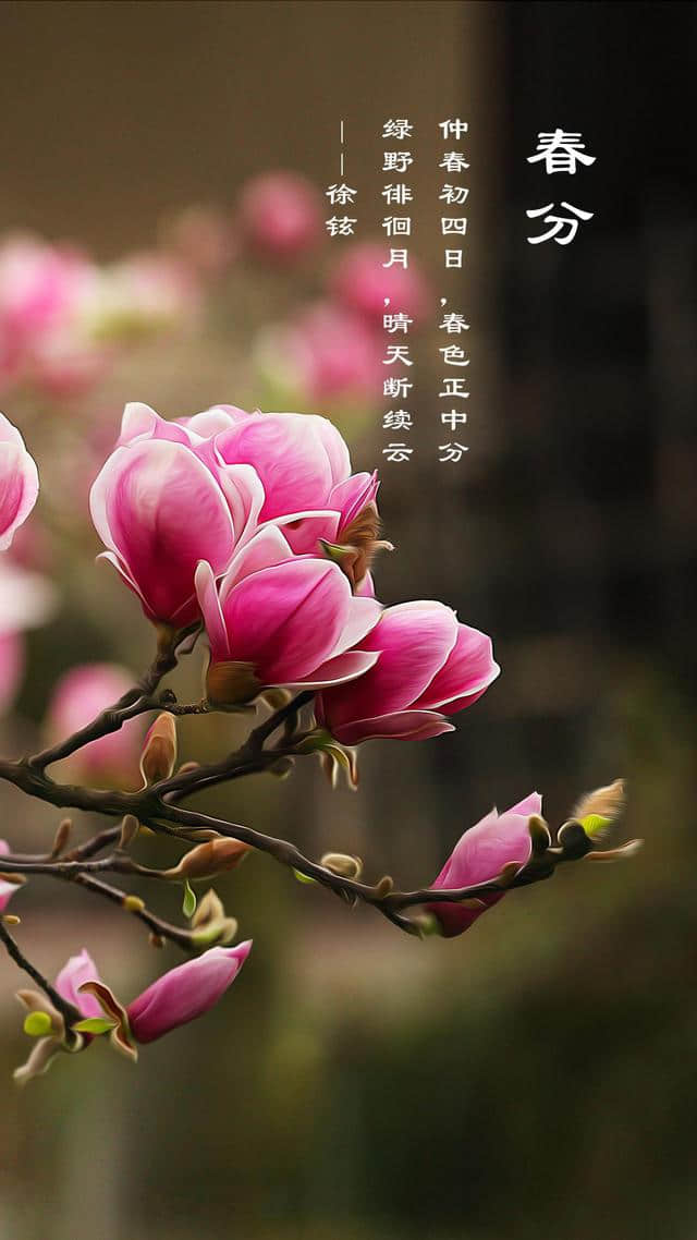 清明落花吟