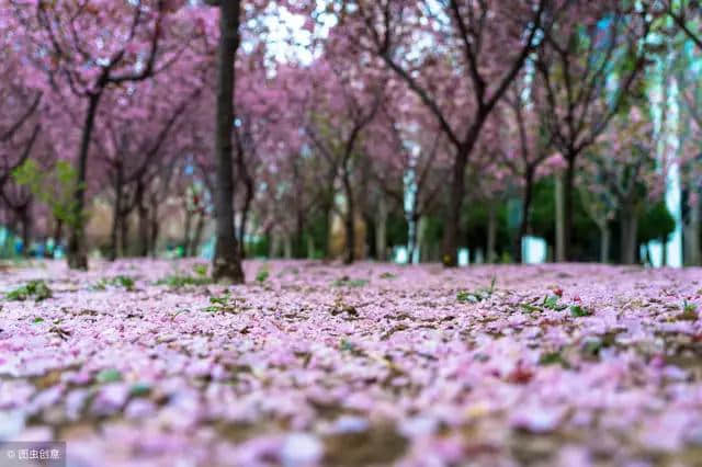 落花吟：感叹人生花季短，天涯春老有谁怜