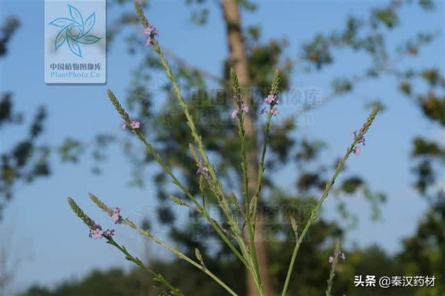 马鞭草 （马鞭草科植物）