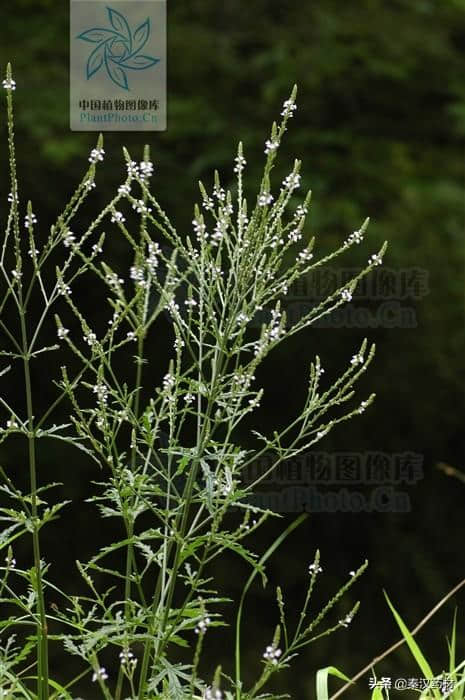 马鞭草 （马鞭草科植物）