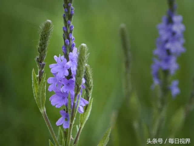 蓝色马鞭草的健康益处，排毒素，保护免疫系统！