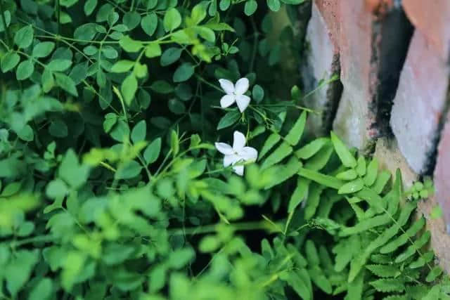 河南地 | 好一朵美丽的素馨花