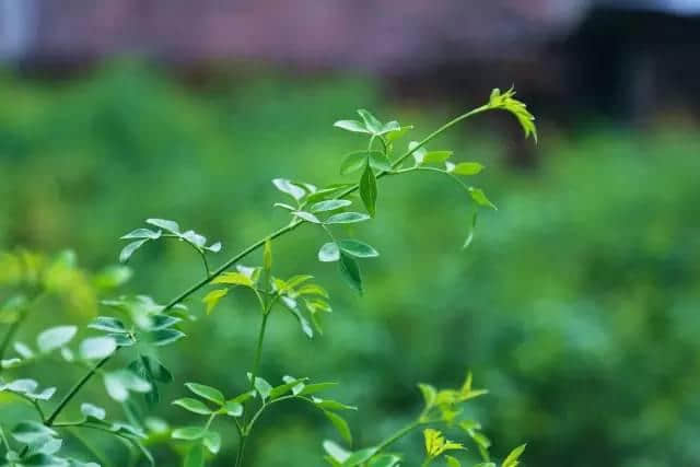 河南地 | 好一朵美丽的素馨花