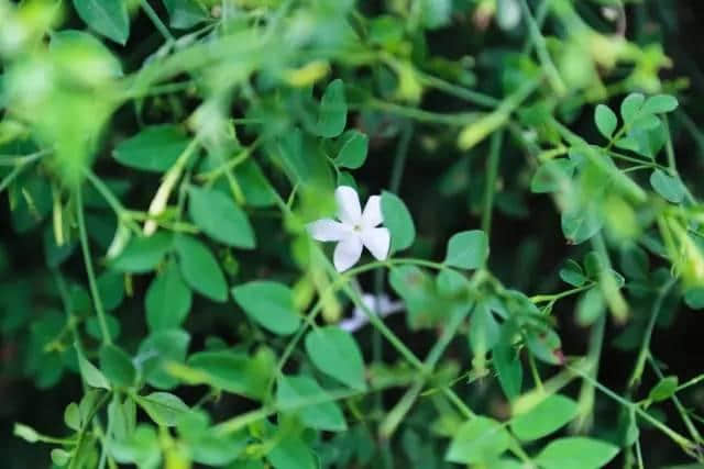 河南地 | 好一朵美丽的素馨花