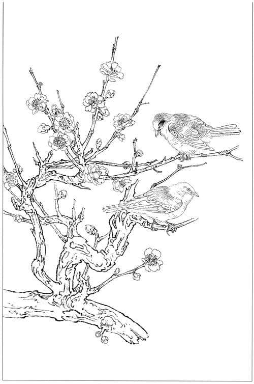 水仙、茶花、梅花高清白描线稿图片资料（附原稿图片）