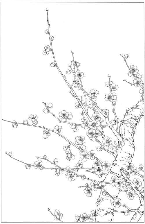 水仙、茶花、梅花高清白描线稿图片资料（附原稿图片）