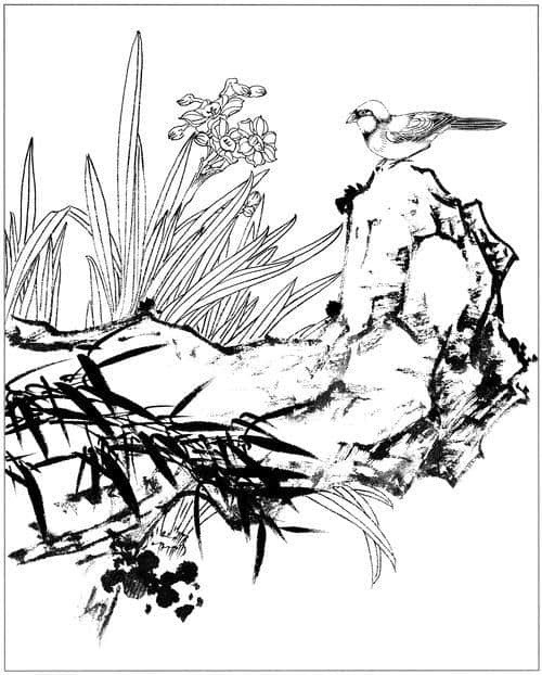 水仙、茶花、梅花高清白描线稿图片资料（附原稿图片）