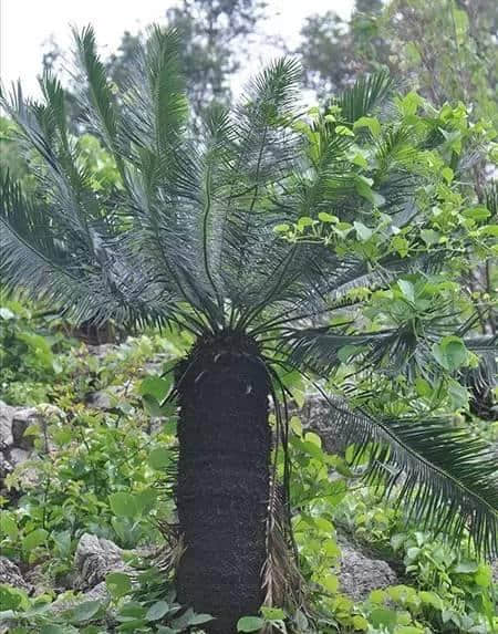 要逆天！这棵苏铁开了19朵花！戳这里看高清大图