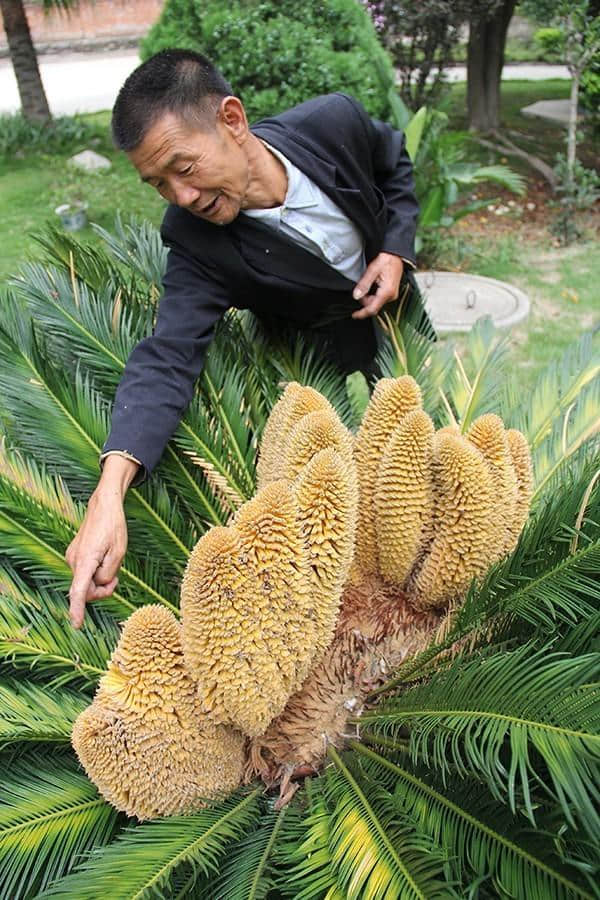 要逆天！这棵苏铁开了19朵花！戳这里看高清大图