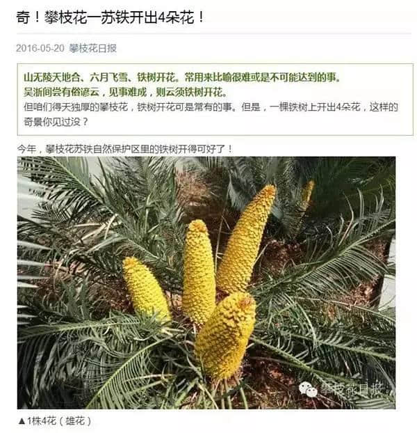 要逆天！这棵苏铁开了19朵花！戳这里看高清大图