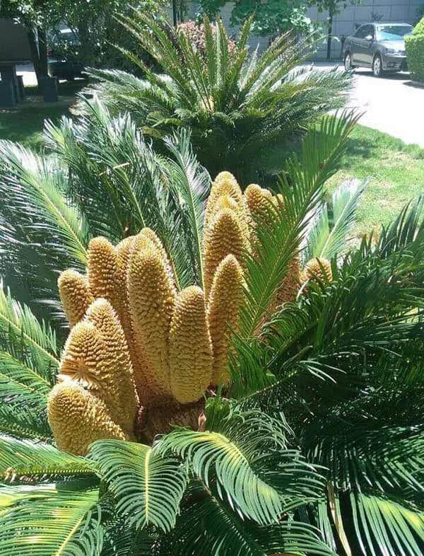 要逆天！这棵苏铁开了19朵花！戳这里看高清大图