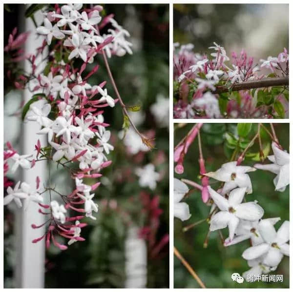 三月腾冲：素馨花香送春风沁人心脾