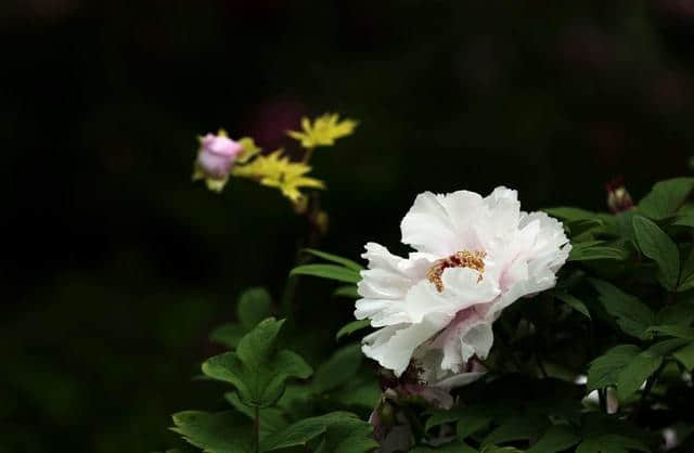 花卉摄影：2019年洛阳牡丹