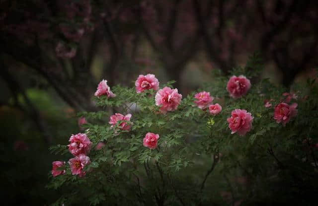 花卉摄影：2019年洛阳牡丹