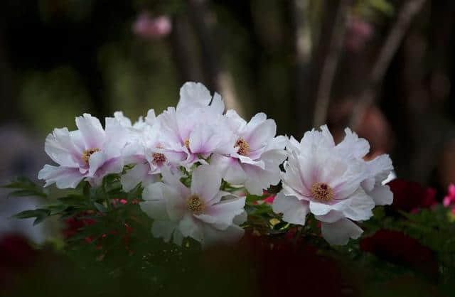 花卉摄影：2019年洛阳牡丹