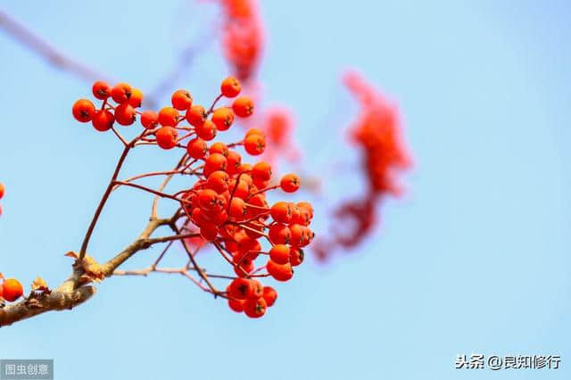 红豆诗词六首：玲珑骰子安红豆，入骨相思知不知