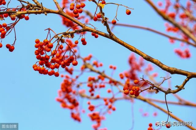 红豆诗词六首：玲珑骰子安红豆，入骨相思知不知