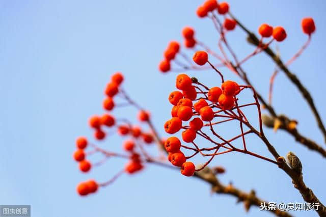 红豆诗词六首：玲珑骰子安红豆，入骨相思知不知